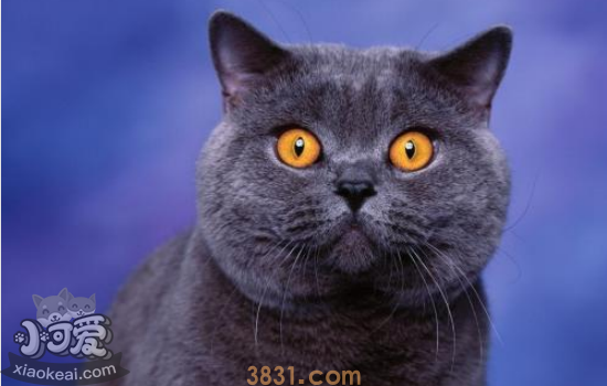 母猫难产症状 母猫难产解决办法(图2)