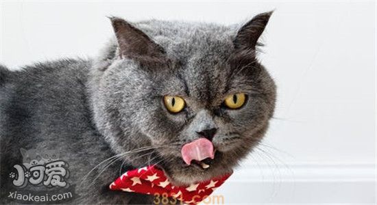 猫能吃人类的什么食物 一起来看看(图2)