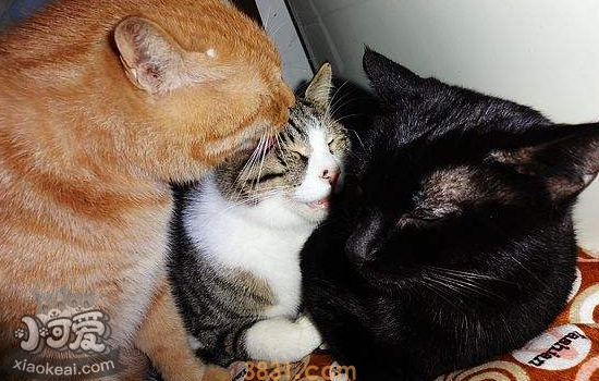 猫拉肚子怎么办 猫拉肚子但是精神很好(图1)