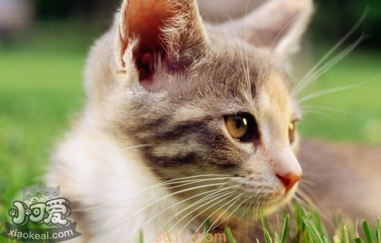 猫感冒了怎么办 猫感冒的症状是什么(图1)