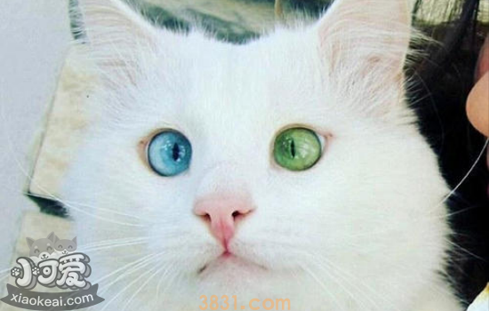 被猫抓伤出血要打针吗超过24小时 被猫抓伤怎么办(图1)