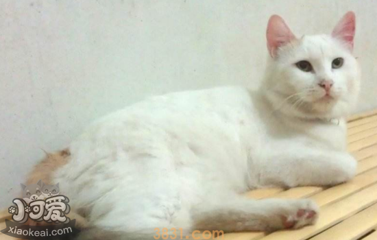 被猫抓伤出血要打针吗超过24小时 被猫抓伤怎么办(图2)
