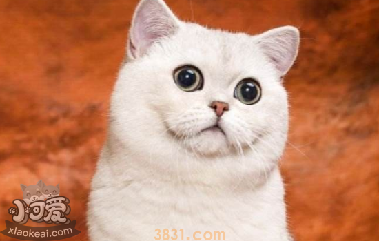 怎么给猫洗澡 给猫洗澡要注意什么(图1)