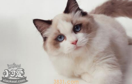 被小猫咬出血了轻微的 被小猫咬伤后应该怎么办(图2)