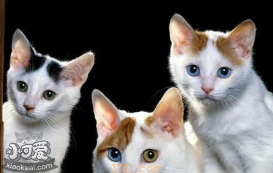 被打过疫苗的猫抓伤渗了一点点血 被猫抓伤严重吗(图1)