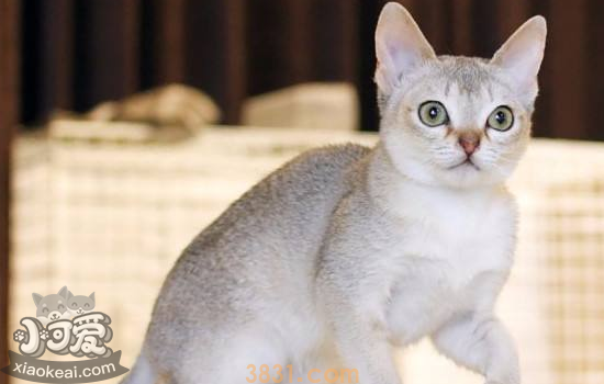 被家猫抓伤出血有事吗 被家猫抓伤出血怎么办(图1)