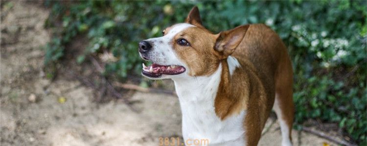中华田园犬六大品种 中华田园犬并不是一种犬种(图1)