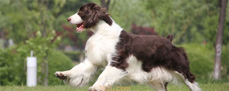 史宾格护主吗 史宾格是优秀的护家犬(图1)