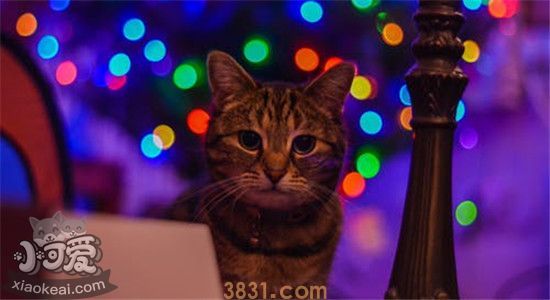 猫吃什么胖的最快 猫太瘦了怎么增肥(图1)