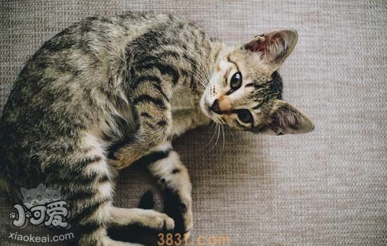 猫怀孕吃什么 猫咪怀孕不能吃什么(图2)