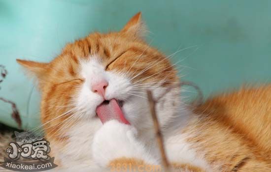 猫怀孕吃什么 猫咪怀孕不能吃什么(图1)