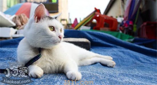 静电对猫有什么危害 如何预防猫身上的静电(图1)