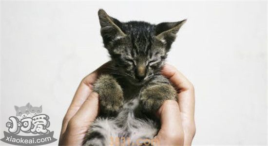 小猫发烧能自愈吗 如何确认猫咪是否发烧(图1)