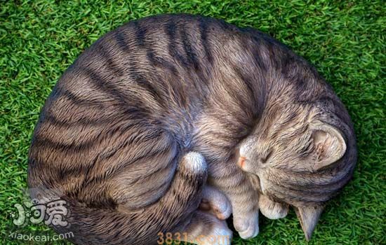 挪威森林猫怎么洗澡 如何给挪威森林猫洗澡及步骤方法(图1)