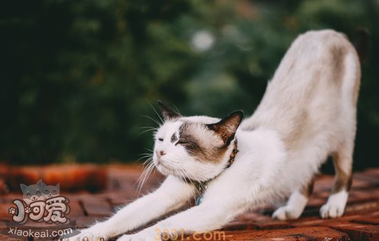 挪威森林猫怎么洗澡 如何给挪威森林猫洗澡及步骤方法(图2)