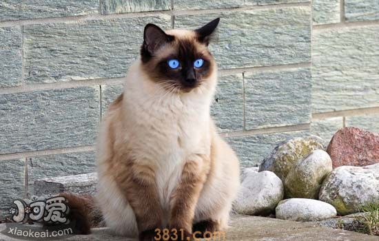 怎么给猫咪选猫粮 猫咪猫粮选的最佳选择方案(图2)