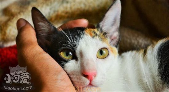 猫口臭要怎么治 猫为什么也会有口臭(图1)