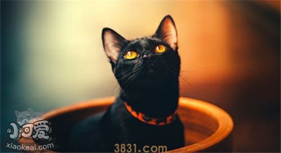 猫离家出走回来的几率是多少 怎样能找到离家出走的猫(图1)