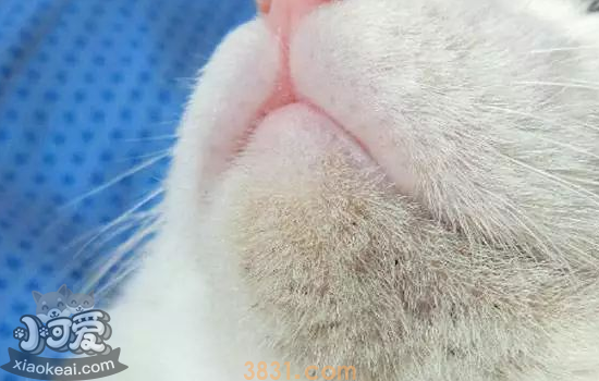 猫黑下巴怎么办 猫黑下巴可以自愈吗?(图1)