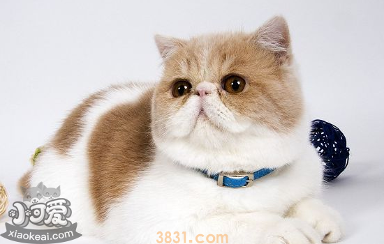 母猫生产后不吃东西怎么办 母猫生产后护理(图2)
