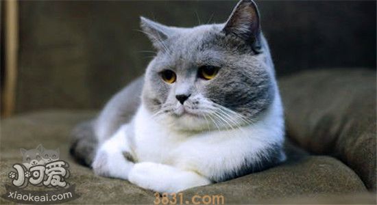 发腮是什么意思 什么食物可以促进猫咪发腮(图1)