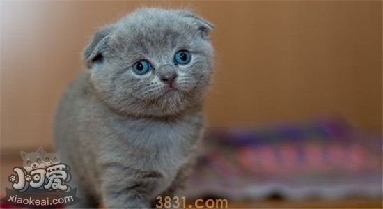 猫咪的喂食时间和次数 如何合理科学的喂养猫咪(图1)