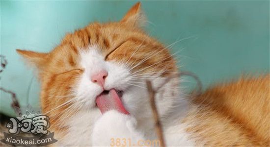 猫咪的喂食时间和次数 如何合理科学的喂养猫咪(图3)