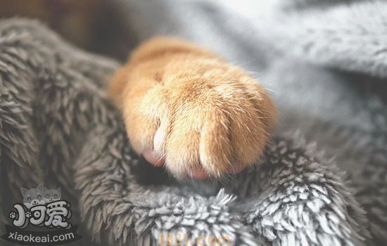 小奶猫吃饱了还一直叫怎么办 轻松化解小猫叫不停(图2)