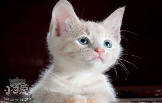 小奶猫吃什么 小奶猫喂养攻略(图1)