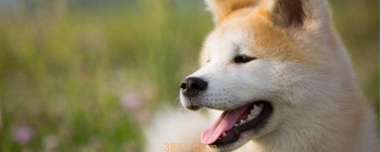 柴犬秋田犬区别 这样可以正确区别了吗?(图1)