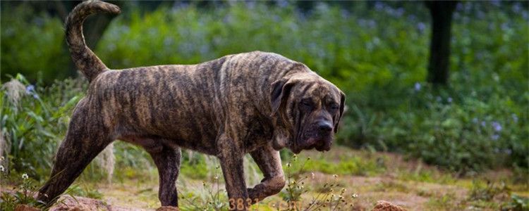 加纳利犬和比特谁厉害 比比特犬还厉害的狗你认识吗(图1)