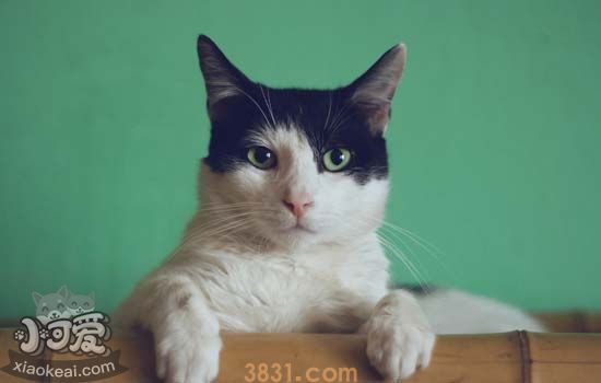 猫咪牙齿护理要注意什么 猫咪牙齿护理必须有的注意事项(图1)