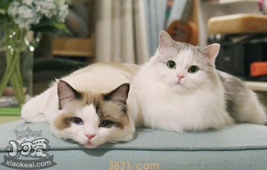 猫掉毛秃了一块怎么办 会变成全秃吗(图1)