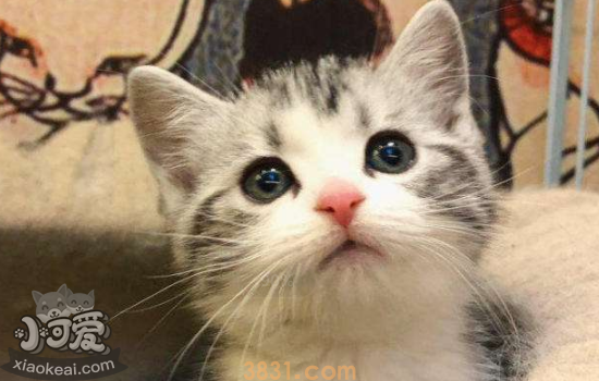 美国短毛猫幼猫什么时候断奶 美短幼猫断奶后吃什么(图1)