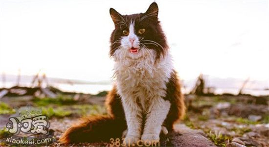 猫绝育死亡率高吗 猫绝育后要怎么护理(图1)