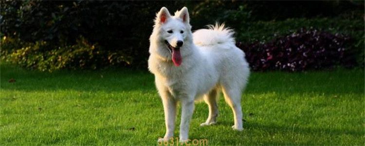 为什么萨摩耶是禁养犬 超出45厘米都不行(图1)