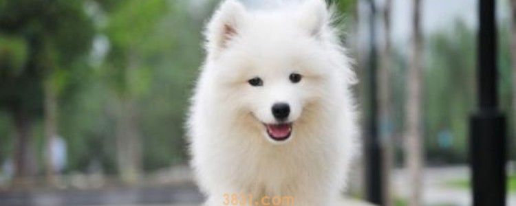 狗盯着人看意味什么 这是我爱你的表示哦!(图1)