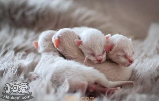 小奶猫如何抢救 抱养流浪小奶猫需知(图1)