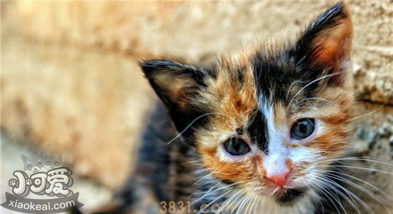 猫不吃东西还呕吐 猫咪是不是快要死了(图1)