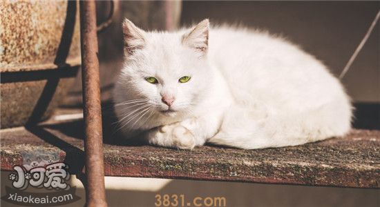猫不吃东西还呕吐 猫咪是不是快要死了(图2)