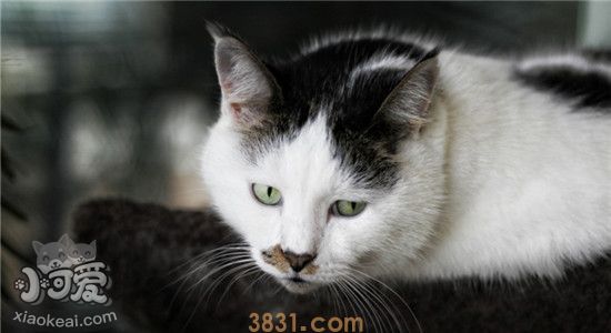 猫像狗一样吐舌头喘气 为什么会出现这种现象(图1)