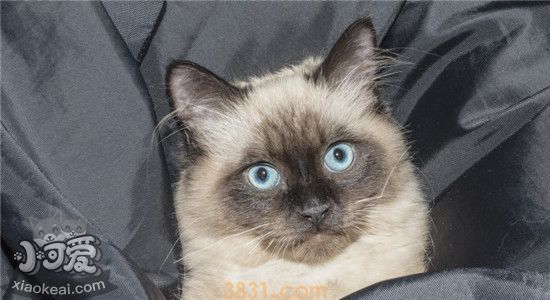 猫像狗一样吐舌头喘气 为什么会出现这种现象(图2)
