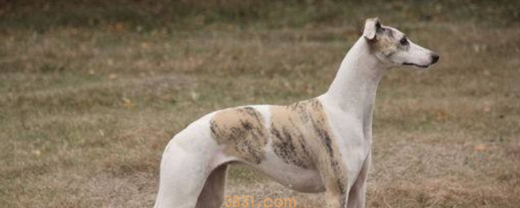 惠比特犬和灵缇的区别 可以正确区分了吗?(图2)