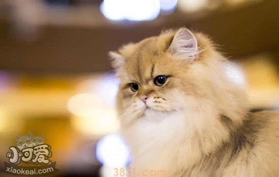 英国长毛猫刚出生小猫怎么处理 刚出生小猫照顾不周会夭折(图2)