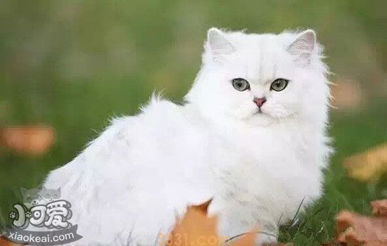 英国长毛猫难产怎么办 英国长毛猫难产该怎么帮助母猫(图1)