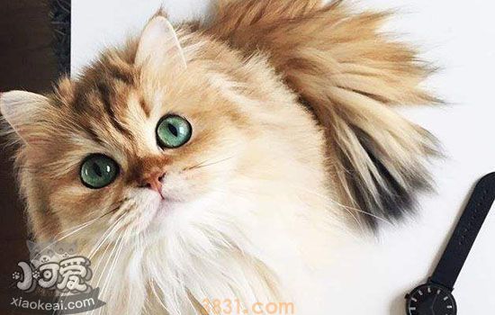 英国长毛猫难产怎么办 英国长毛猫难产该怎么帮助母猫(图3)
