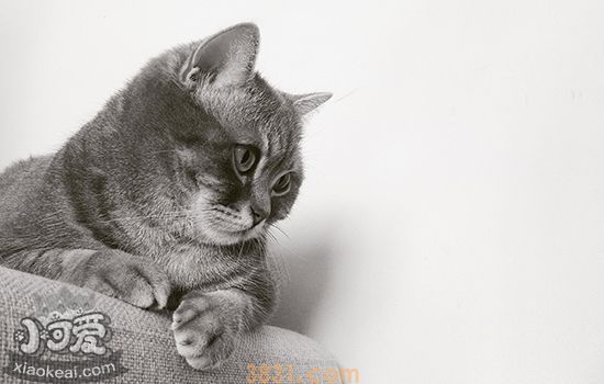 英国短毛猫发情了叫怎么办 防扰民攻略(图2)