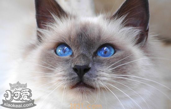伯曼猫初次交配要注意什么 伯曼猫初次交配要注意什么(图1)