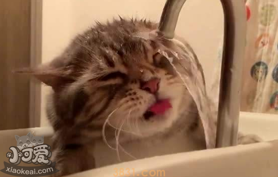 猫不喜欢喝水怎么办 三个方法教你!(图1)