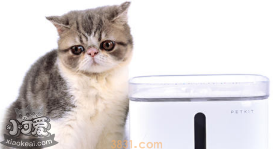 猫不喜欢喝水怎么办 三个方法教你!(图2)